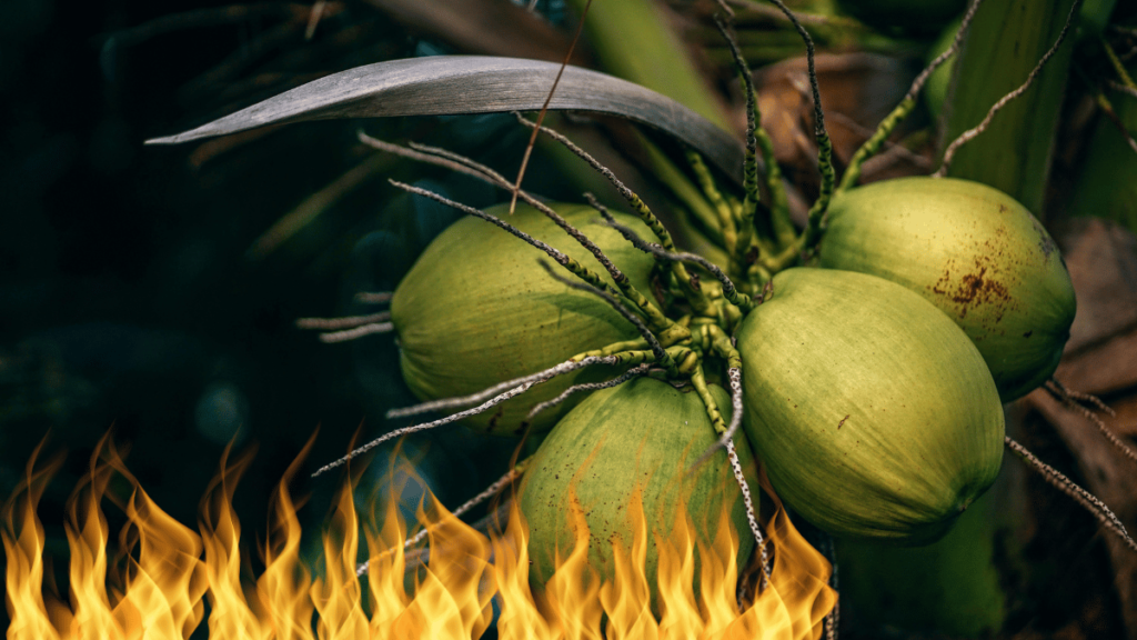 Imagem de coqueiros verdes com um fundo de fogo, simbolizando a energia e o potencial de queima de gordura do óleo de coco.