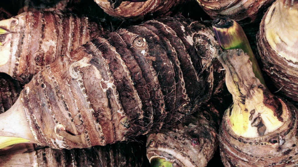 Raízes de taro (inhame) com casca marrom rugosa e brotos verdes.