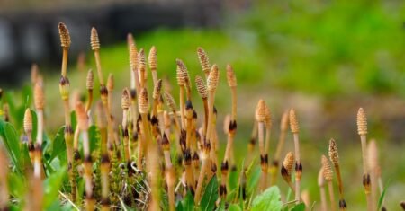 Chá de cavalinha ajuda a emagrecer? O que os estudos mostram