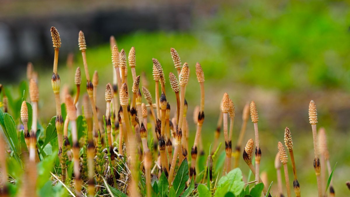 Close-up de hastes de cavalinha, planta do gênero Equisetum, com pontas em forma de espiga, em meio à vegetação verde