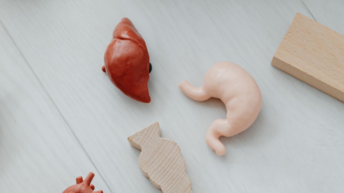 Modelos educativos de órgãos humanos sobre uma superfície clara, com o fígado à esquerda e o estômago ao lado
