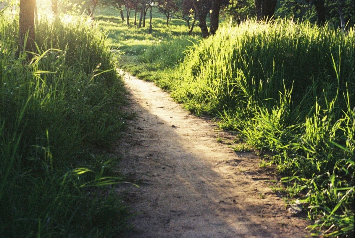 Caminho de terra entre gramas altas e árvores iluminado pelo sol, ótimo para uma caminhada